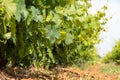 French red and rose wine grapes plants in row, Costieres de Nimes AOP domain or chateau vineyard, France