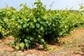 French red and rose wine grapes plants in row, Costieres de Nimes AOP domain or chateau vineyard, France