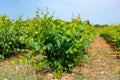 French red and rose wine grapes plants in row, Costieres de Nimes AOP domain or chateau vineyard, France Royalty Free Stock Photo