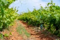 French red and rose wine grapes plants in row, Costieres de Nimes AOP domain or chateau vineyard, France