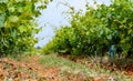 French red and rose wine grapes plants in row, Costieres de Nimes AOP domain or chateau vineyard, France