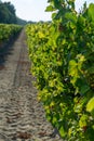 French red and rose wins grapes plantation, harvest of wine grape in France on domain or chateau vineyard close up