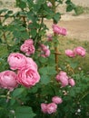 Old French Rose Louise Odier