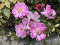 French rose after the rain