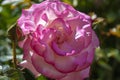 A French Rose Rosa gallica Royalty Free Stock Photo