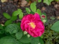 French rose, Rosa gallica