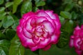 A French Rose (Rosa gallica) in Suffolk Royalty Free Stock Photo