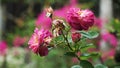 French roses bloom quite large, very beautiful burgundy