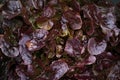 French Salad called Lettuce Corne de Cerf, lactuca sativa Royalty Free Stock Photo