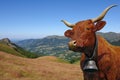 French salers cow with big bell and long horns Royalty Free Stock Photo