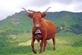 French Salers cow