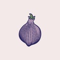 French Shallot onion or Allium cepa, aggregatum. Freehand outline ink hand drawn object icon sketchy. Organic healthy food. Green Royalty Free Stock Photo