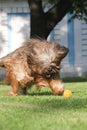 French shepherd briard, ball plaing