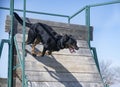 French shepherd training