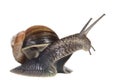 French snail Royalty Free Stock Photo