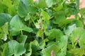 French sorrel in the garden Royalty Free Stock Photo