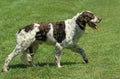 French Spaniel, Adult walking on Lawn