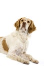 French Spaniel Cinnamon Color, Male laying against White Background