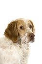 French Spaniel Cinnamon Color, Portrait of Male against White Background