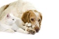 French Spaniel cinnamon Color and White Domestic Cat