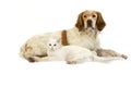 FRENCH SPANIEL CINNAMON COLOR AND WHITE DOMESTIC CAT