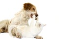 French Spaniel Dog Cinnamon Color Playing with White Domestic Cat against White Background