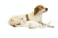 French Spaniel Dog Cinnamon Color with White Domestic Cat against White Background