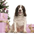 French Spaniel sitting in front of Christmas decorations