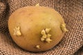 French sprouted potato closeup Royalty Free Stock Photo