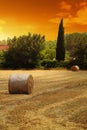 French straw field