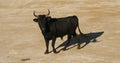 French-style bloodless bullfighting called course camarguaise in Saintes-Maries de la Mer, Camargue, France