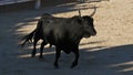 French-style bloodless bullfighting called course camarguaise in Saintes-Maries de la Mer, Camargue, France.