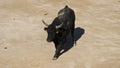 French-style bloodless bullfighting called course camarguaise in Saintes-Maries de la Mer, Camargue, France