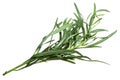 French tarragon Artemisia dracunculus, paths Royalty Free Stock Photo