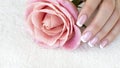 French tips and a pink rose. Female fingers with beautiful manicure on white terry towel, close up, selective focus.