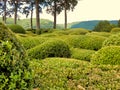 French Topiary Garden Royalty Free Stock Photo