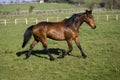 French Trotter Horse, Male standing in Paddock, Normandy