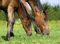 French Trotter Horse, Mare with Foal eating Grass, Normandy Royalty Free Stock Photo