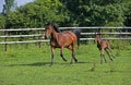 French Trotter Horse, Mare with Foal, Normandy Royalty Free Stock Photo