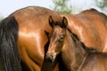 French Trotter Horse, Mare with Foal, Normandy Royalty Free Stock Photo