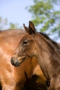 French Trotter Horse, Mare and Foal, Normandy Royalty Free Stock Photo