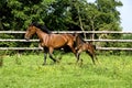 French Trotter Horse, Mare and Foal, Normandy Royalty Free Stock Photo