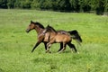 French Trotter Horse, Mare and Foal, Normandy Royalty Free Stock Photo