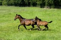 French Trotter Horse, Mare and Foal, Normandy Royalty Free Stock Photo