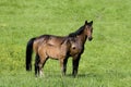 French Trotter Horse, Mare with Foal standing in Meadow, Normandy Royalty Free Stock Photo