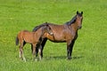 French Trotter Horse, Mare with Foal standing in Measow, Normandy