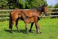 French Trotter Horse, Mare with Foal standing in Paddock, Normandy Royalty Free Stock Photo