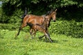 French Trotter Horse, Mare with Foal Trotting through Meadow, Normandy Royalty Free Stock Photo