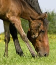 French Trotter, Mare with Foal eating Grass in Paddock, Normandy Royalty Free Stock Photo