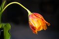 French tulip flower, beautiful orange and yellow tulip against black background. Extraordinary tulip with jagged petals Royalty Free Stock Photo